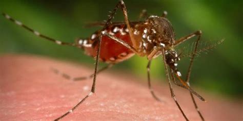 New dengue fever vaccine effective in phase 3 trial | 2 Minute Medicine