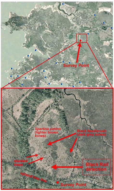 Studies reveal Black Rail populations in the Chesapeake Bay are nearing extirpation - The Center ...