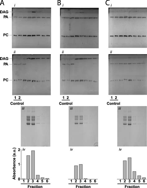 The effects of N-ethylmaleimide and vanadate on the nAChRassociated... | Download Scientific Diagram