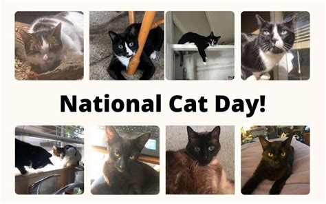 National Cat Day | San Jose Public Library