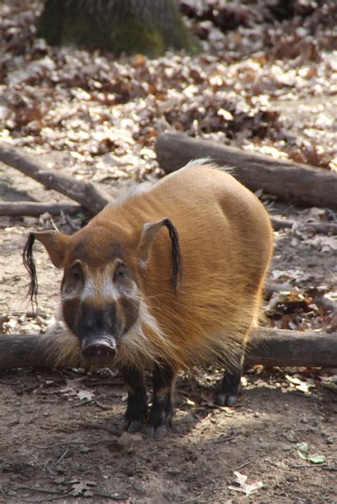 Red River Hog - Binder Park Zoo