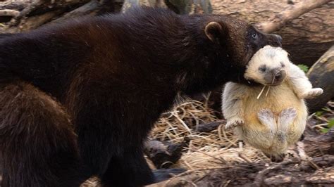 Wild Place in Bristol welcomes wolverine triplets - BBC News