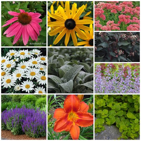 18 Perfect Perennials for Growing in Zones 6b/7a