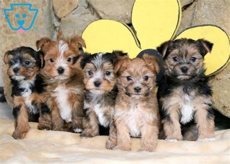 How Many Puppies Are In A Morkie Litter