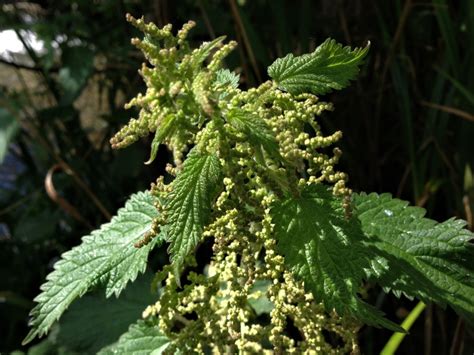 Nettle, Stinging Nettle, Burn Hazel, Urtica dioica