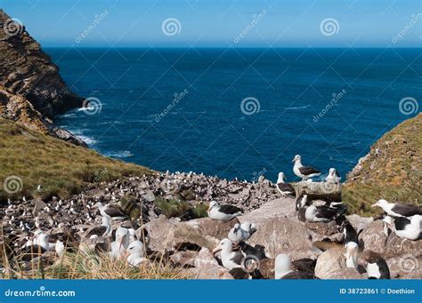 Sea View of Albatross Breeding Colony Stock Image - Image of coastline, malvinas: 38723861