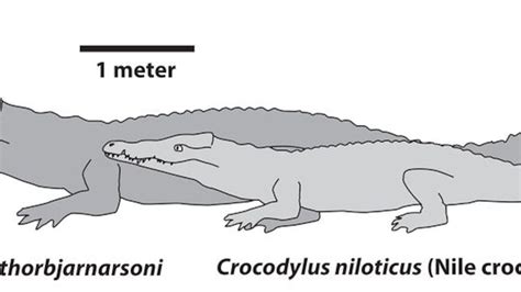 Crocodile Size Comparison