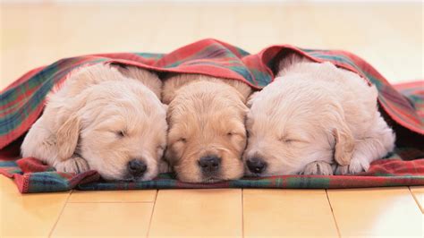 Golden Retriever Puppies HD - Wallpaper, High Definition, High Quality ...