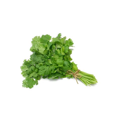 Fresh Coriander | Cilantro