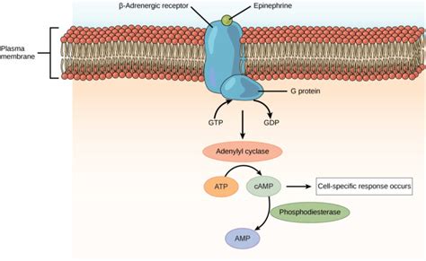 How Hormones Work | Biology for Majors II