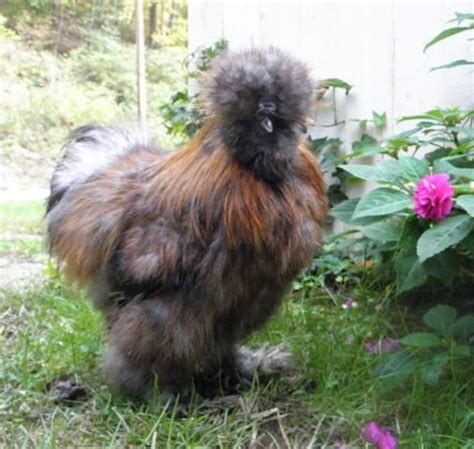 Silkies ~ Colors and Gender Guide {May need tweaks} | Silkies, Silkie chickens, Hobby farms