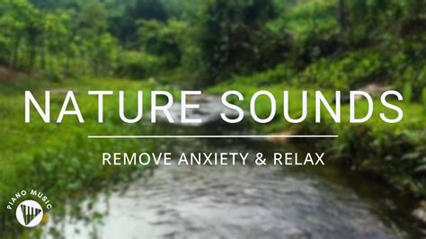 Nature Sounds - Piano Music - Bird Sounds, Soft Streams Remove Anxiety, Restore Energy - YouTube