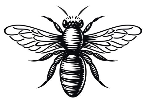 Black and white vector honey bee in engraving style on white background ...