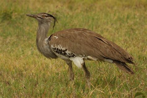 Otididae - Bustards Photo Gallery | Wildlife Journal Junior