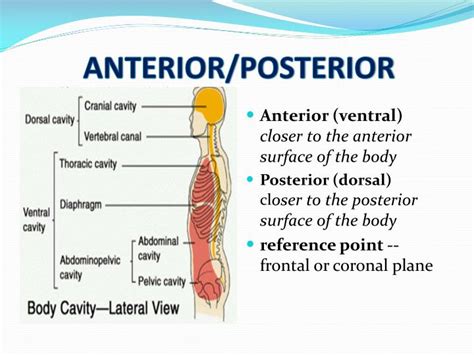 PPT - ANATOMICAL TERMS PowerPoint Presentation - ID:2032605