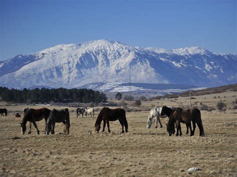 Livno Wild Horses Tours - Hit Booker Mostar | Luxury Villas | Holiday Homes | Apartments | Rooms ...