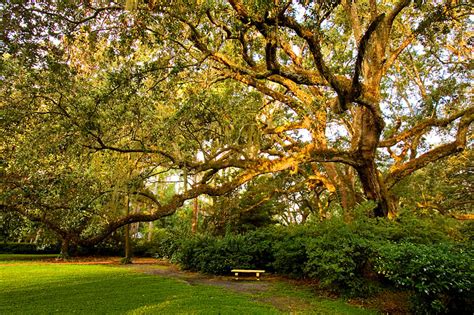 Eden-Gardens-State-Park,-Florida,-USA