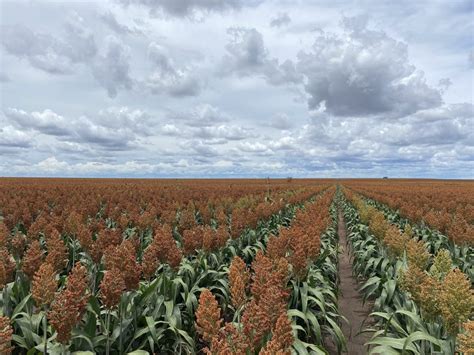 Bumper sorghum harvest kicks off on Downs - Grain Central