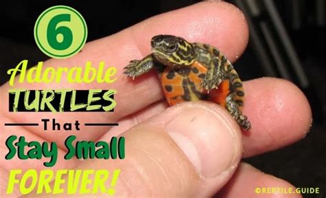 Worlds Smallest Turtle Species