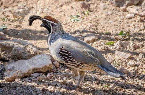 7 Best Quail Breeds to Raise For Eggs, Meat or Hunting (2022)