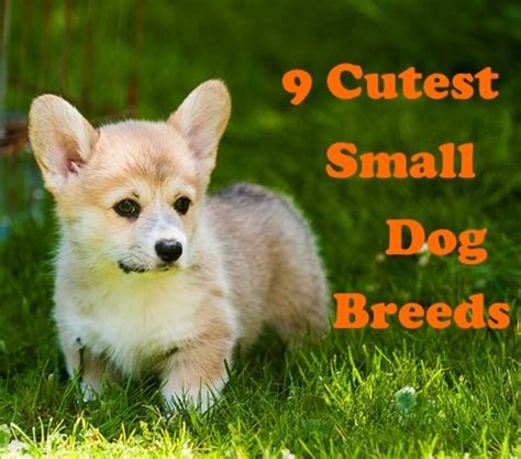 Top 10 Cutest Small Dog Breeds