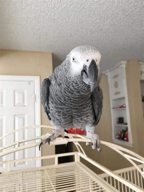 For Sale: A Pair Of Talking African Grey Parrots - Kingston