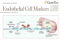 Endothelial Cells | GeneTex