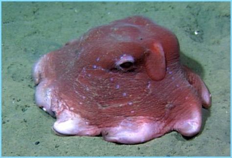 Dumbo Octopus: Fun Facts, Pictures & Information - HubPages