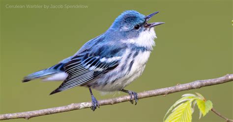 Cerulean Warbler - American Bird Conservancy