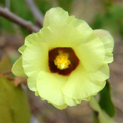 Gossypium herbaceum ssp africanum seeds - Buy online