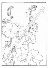 Hollyhock Coloring Pages sketch template
