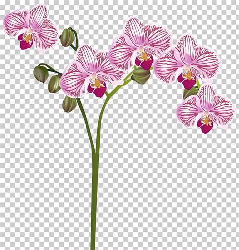 orchid border clipart 10 free Cliparts | Download images on Clipground 2024