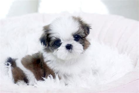 Free Shih Tzu Puppies For Adoption - Pets Lovers