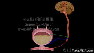 Micturition Reflex - Neural Control of Urination Animation Video. on ...