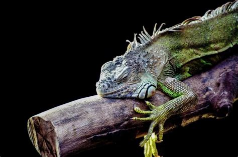 Free picture: reptile, lizard, wildlife, camouflage, nature, animal, iguana, dragon