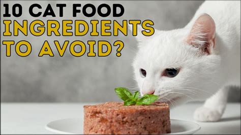 10 Cat Food Ingredients to Avoid (Or Not) - Simply Cat Care