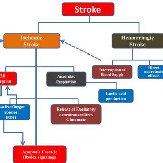 Schematic showing different types of stroke and cascade of events ...