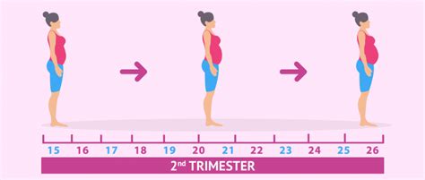 The second trimester of pregnancy