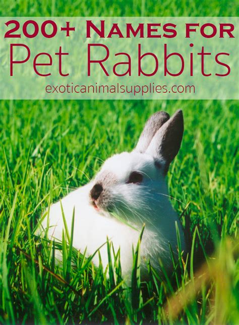 200+ Bunny Names & Ideas for Pet Rabbit Names - Exotic Animal Supplies