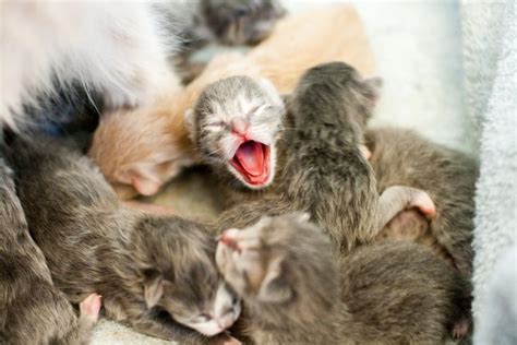 Guide to Cat Mating and Reproduction | Baby animals pictures, Newborn kittens, Cuddly animals