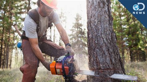 Manly Men Chop Down Trees - YouTube