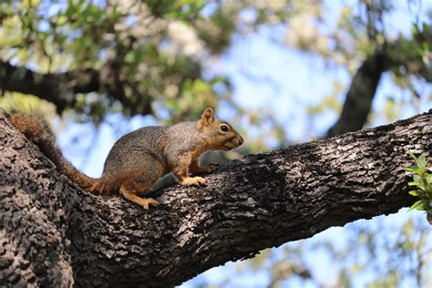 Brown Squirrel On Tree · Free Stock Photo