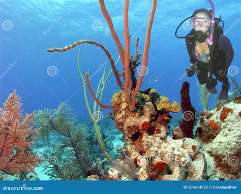 A Diver Enjoys a Colorful Coral Reef in the Bahamas Stock Photo - Image ...