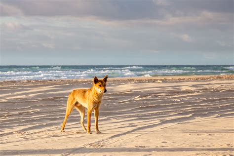 What do dingoes eat on Fraser Island? - Fraser-Tours.com