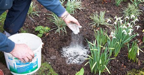 Wood Ash as a Fertilizer: Mistakes To Avoid – Cook It