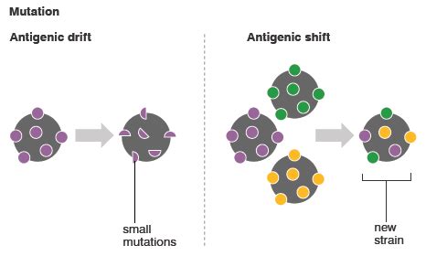 Antigenic Shift and Drift | Epomedicine