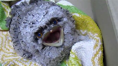 Funny Baby Tony Frogmouth Bird - YouTube