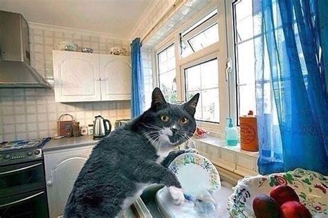 Cat washing dishes Cute Cats, Funny Cats, Funny Animals, Cute Animals, Cat Wash, Cute Cat Memes ...