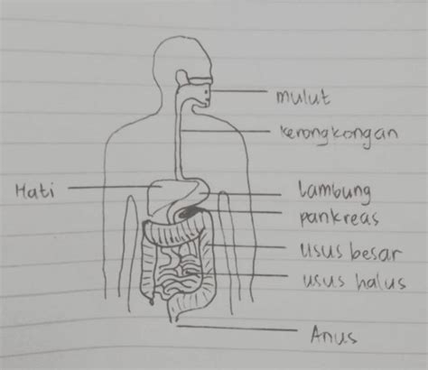 Detail Sketsa Sistem Pencernaan Manusia Koleksi Nomer 20