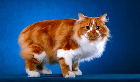 Cymric Cat Breed Information & Characteristics